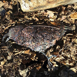 Death of the Poet Laureate