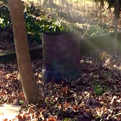 Bole No. 9 on log nursery