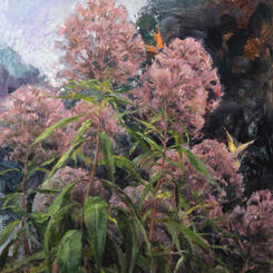 Joe Pye Weed