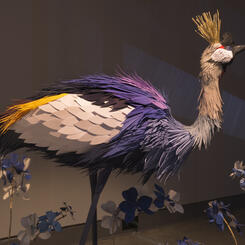 Gray Crowned Crane of Africa