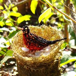 Bird's nest