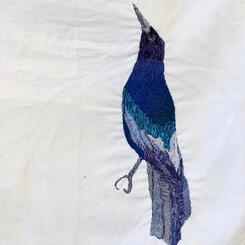 Boat-tailed Grackle, 2020