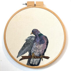 Band tail pigeon, 2020 