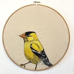 American Goldfinch , 2021