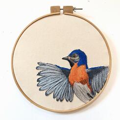 Eastern Bluebird, 2021