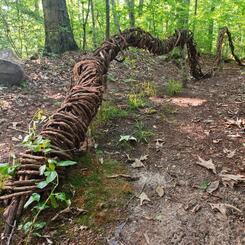 vines, non-native vines, native vines,