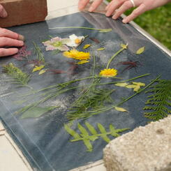 Whose Earth (Day)? Cyanotype Flowers
