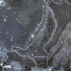 Skua, Lake Hoare, Antarctica