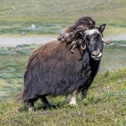 Female Musk Ox (2022)