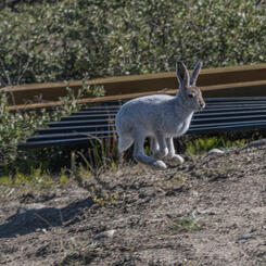 Arctic Hare, Old Camp, Kangerlussuaq (2022)