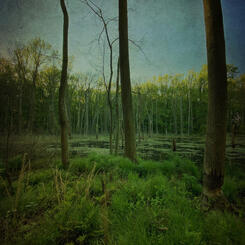 Rites of Spring, No. 1