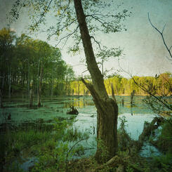 Rites of Spring, No. 2