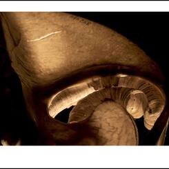 Sternum Coiled  Trachea