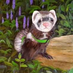 Ferret Portrait