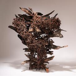 Regeneration, pine wood, willow 2021