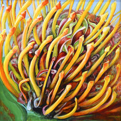 Protea Pins Magnified