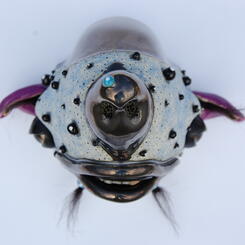 Star Dazed in All Kinds of Ways 