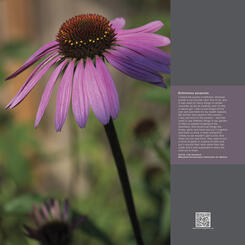 Portrait Garden (Carrie, Echinacea purpurea)