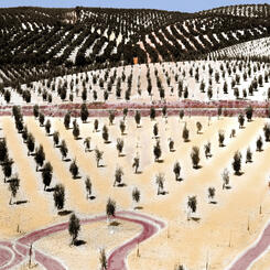  Pink Ribbon Road .jpg