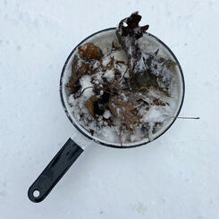 Fallen leaves and first snow
