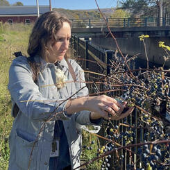 Foraging wild grapes