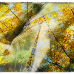 Fall Transitions.jpg