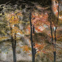 In the Canopy, Reflections from Below.jpg