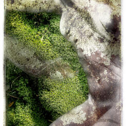 Moss .jpg