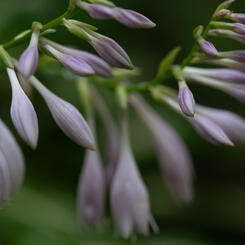 Hosta