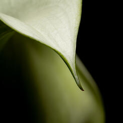Calla Lily