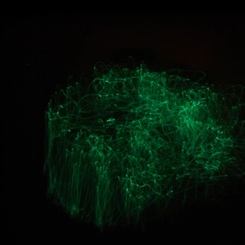 My Favorite Object (Still)