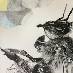 Bee Drawing (In Progress)