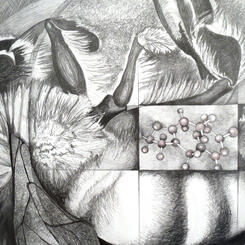 Parlato Pollinator Bee and Neonicotinoid.jpg