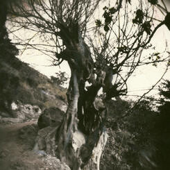 Tree (pinhole photograph)