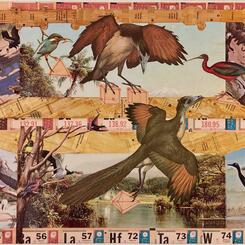 Birds of Display.jpg