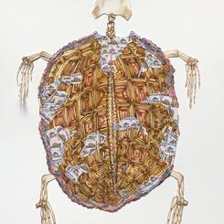 Compensation for Loss