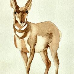 Antilocapra americana