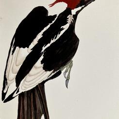 Campephilus principalis