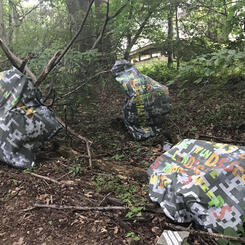 Thorny Broom Scatterlings 