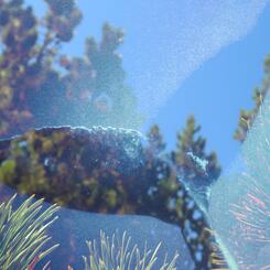 video still from R.E.M Dream: Contrails as Songlines - whale tail and pines