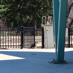 Winter pool cat (you must be...)