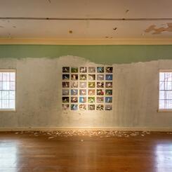 missing birds in Birdland and the Anthropocene