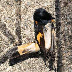 American Redstart