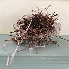 Gray Catbird nest, Birdland and the Anthropocene