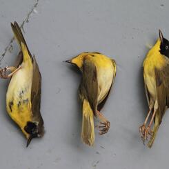 Common Yellowthroats