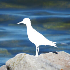 missing birds, spotted sandpiper