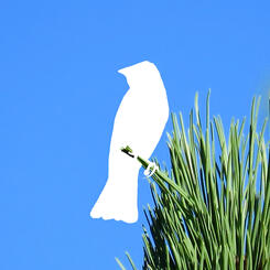 missing birds, lazuli bunting