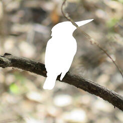 missing birds, green kingfisher