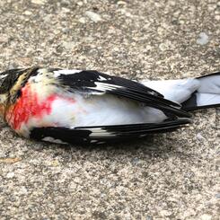 Rose-breasted Grosbeak
