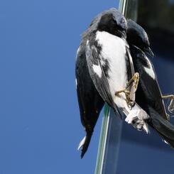 Death by Glass, Black-throated Blue Warbler